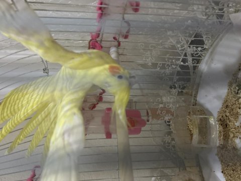 Üç yaşında sarı sultan papağanı