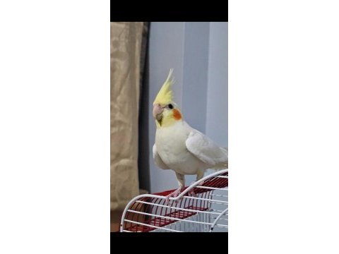 Lutino sultan papağanı