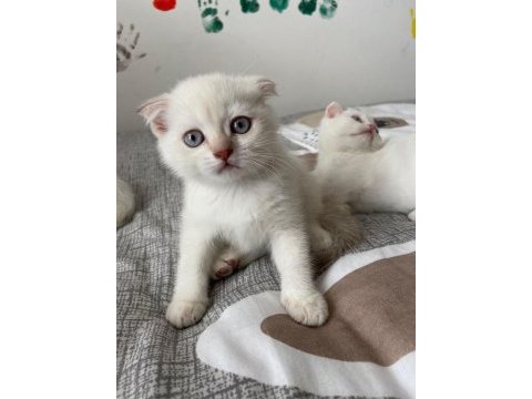 Yeni doğan yavrularımız yuvasını arıyor scottish fold