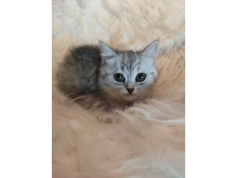 2.5 aylık british shorthair yavrularım