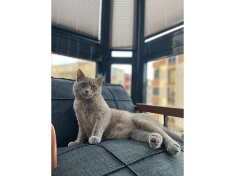 Sahiplendirilecek british shorthair kedimiz