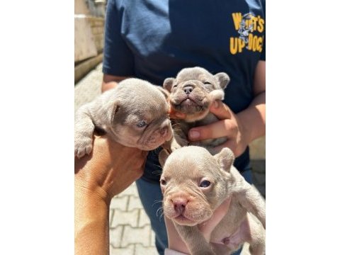 Yumuşacık tüyler yumuşacık french bulldog patiler