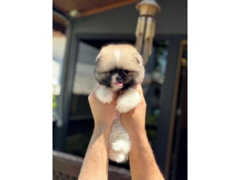Yavru pomeranian boolarımız