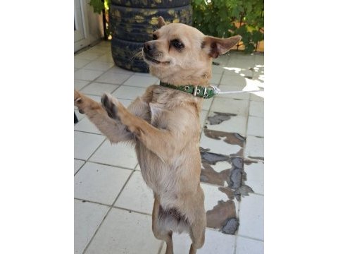 Minik dişi chihuahua