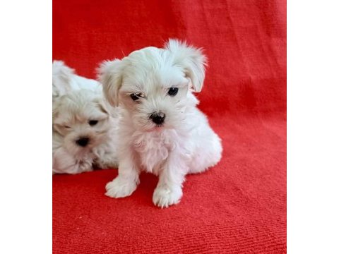Maltese yavruları