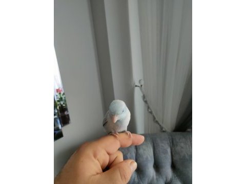 1 yaşında erkek forpus papağanı