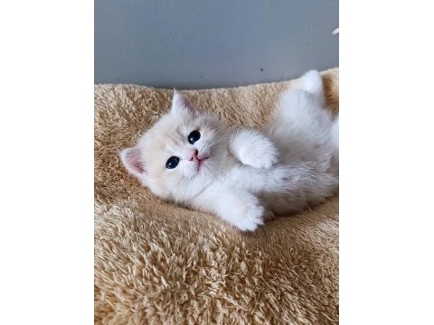 Lilac golden british shorthair dişi yavru