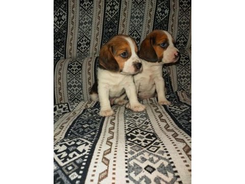 Üst kalite beagle yavruları