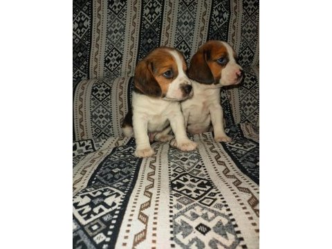 Üst kalite beagle yavruları