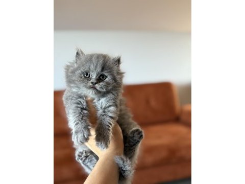 Brıtısh longhaır safkan yavrularım 