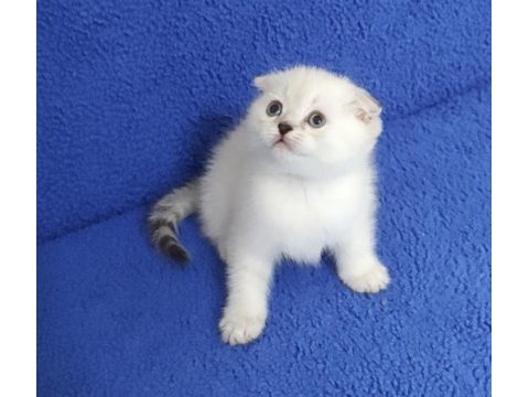 Teslime hazır mükemmel bir scottish fold