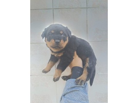 Üst düzel koca kafa rottweiler yavruları