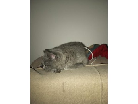 3 aylık dişi british shorthair