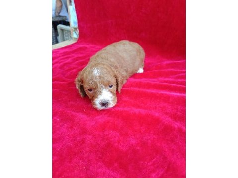 Maltipoo yavrular