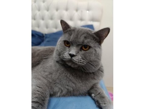 British shorthair kedimize yuva arıyoruz