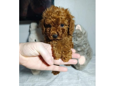 Elden teslim kore toy poodle