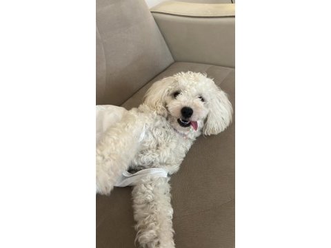 Poodle 1 yaşında dişi