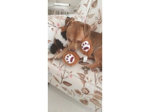 5 yaşındaki şivava oğlumu ücretsiz vermek istiyorum