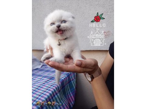 Scottish fold yavrularımız yeni yuvalarına gitmeye hazır