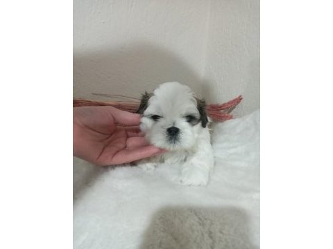 Orjinal shih tzu ev yavrularımız