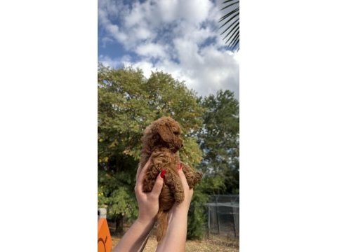 Redbrown toy poodle yavrumız yeni yuvasına hazır