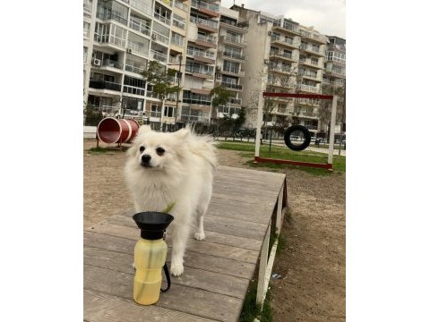 İlgilenemediğimiz için 2 yaşına yakın pomeranian spitz