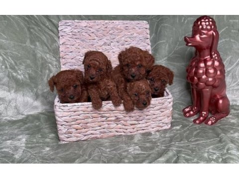 Eğitimli sosyal toy poodle yavrular
