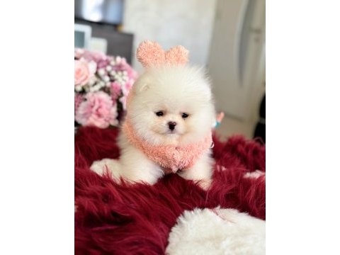Teacup ayıcık pomeranian