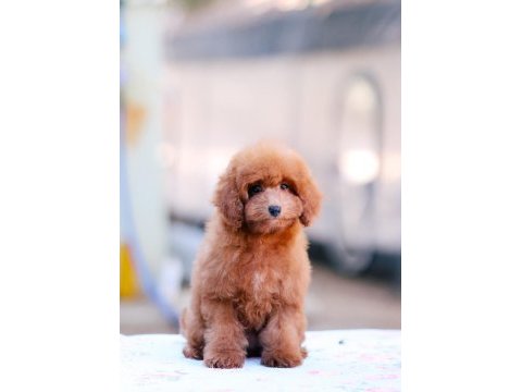 Toy poodle bebek köpeklerimiz