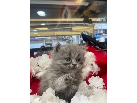 Gri british longhair ve beyaz shorthair yavrumuz