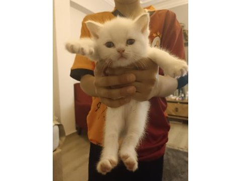 Scottish fold erkek yavru kedimiz
