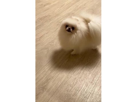 Orjinal yurt dışından pomeranian