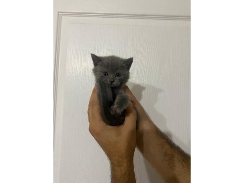 Tatlış british shorthair yavrular sahiplerini bekliyor