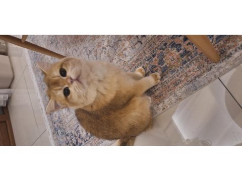 Safkan shorthair british golden erkek 1 yaşında