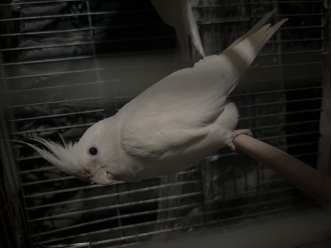 Hazır erkek albino sultan papağanı