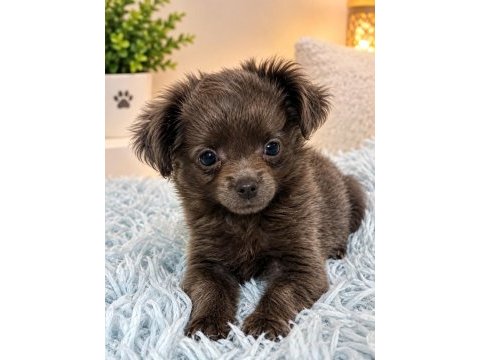 Özel blue renk mikro teacup uzun tüylü chihuahua