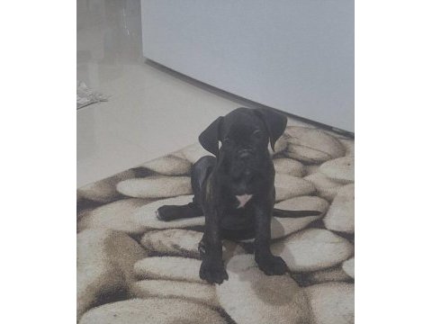 2 aylık cane corso