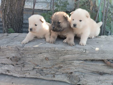 A kalite chow chow yavrularımız çin aslanı