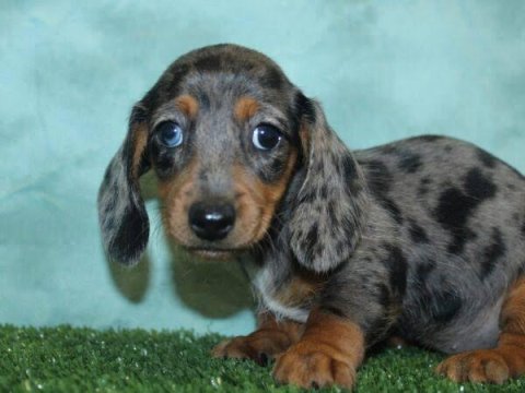 Egzotik renk dachshund bebekler aşılı