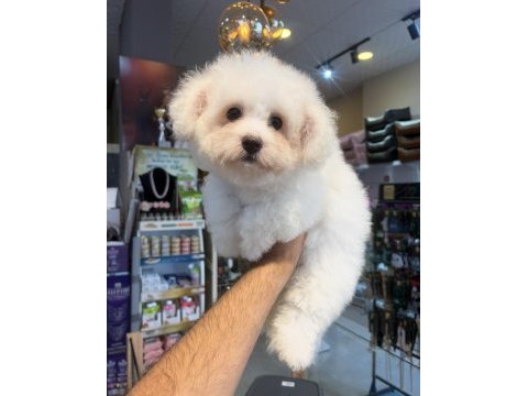 Maltese yavruları 3 aylık