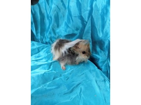 Harika safkan peruvian ginepig yavrular