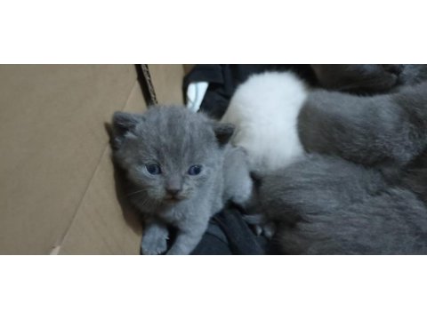 Dişi scottish fold yavru