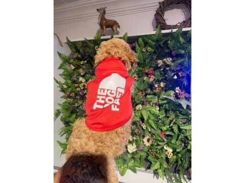 2 aylık toy poodle yavrumuz