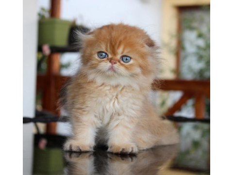 Safkan şecereli chocolate golden erkek scottish fold