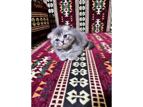 35 günlük sağlıklı erkek scottish fold bebişler