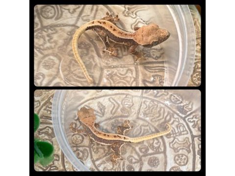 Crested gecko yavrular