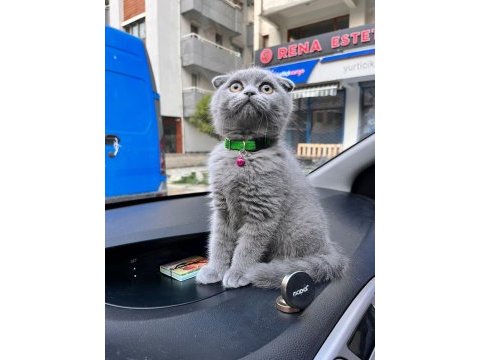 8 aylık dişi scottish fold kırık kulak kedime yuva