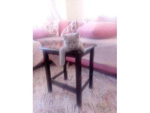 Kendi kedimizin british shorthair yavrusu