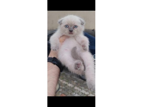 British shorthair kedisi