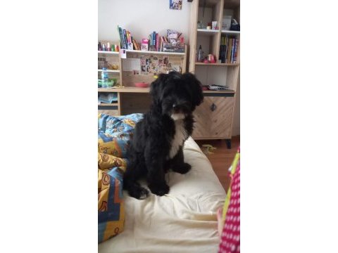 Morkie terrier 7 aylık erkek